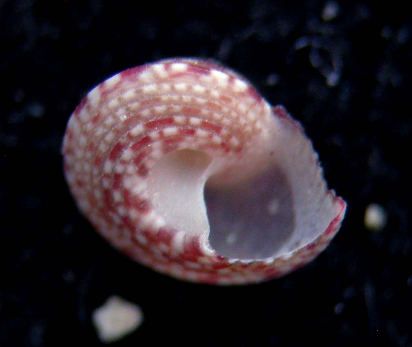 gibbula latior